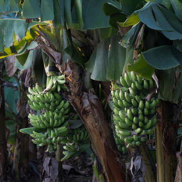 Lush green banana trees with unripe bunches in a tropical plantation. Todos Santos, Mexico