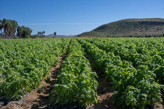 Lush green crops growing in a large rural field under a clear blue sky. Todos Santos, Mexico