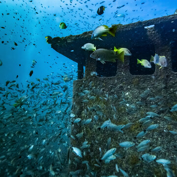 Underwater school of fish swimming by a submerged shipwreck in clear blue water. La Paz, Baja California, Mexico