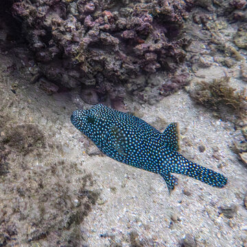 A spotted fish swims near a rocky seabed in clear ocean waters. San Jose del Cabo, Baja California Sur, Mexico