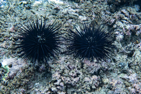 Two black sea urchins resting on a rocky seafloor in clear underwater view. La Posa Beach, Baja California Sur, Mexico