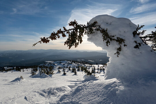 Snow-covered landscape with a uniquely shaped tree and distant mountain views under a blue sky. Big White Mountain, British Columbia, Canada
