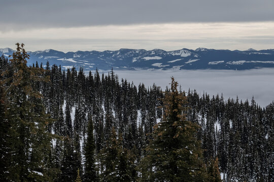 Snow-covered pines overlook a misty valley with distant mountains under a cloudy sky. Kootenay Boundary, British Columbia, Canada