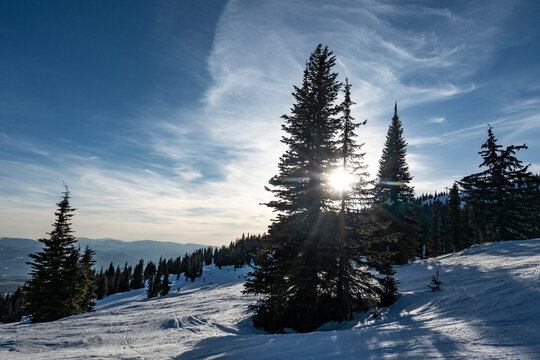 Pine trees on a snowy mountain slope with bright sunlight and a clear blue sky.   Big White Mountain, Okanagan Highland, Btitish Columbia, Canada