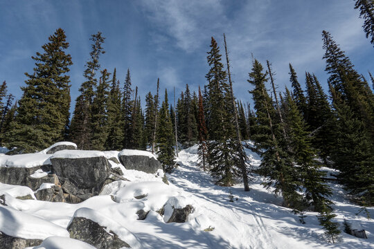 Snow-covered landscape with tall evergreen trees under a clear blue sky. Kootenay Boundary, British Columbia, Canada