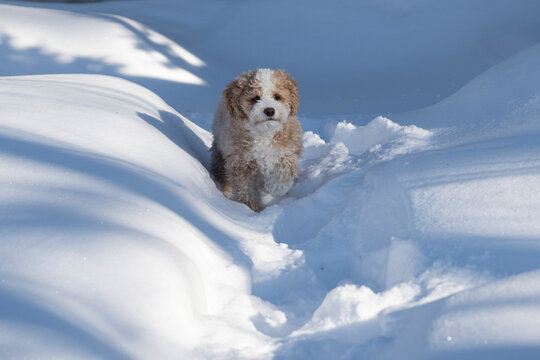 Fluffy dog walks through deep snow in a sunlit winter scene. Assiniboine Park, Winnipeg, Manitoba, Canada