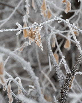 Frost-covered branches with wilted brown leaves in a wintry setting. Assiniboine Park, Winnipeg, Manitoba, Canada