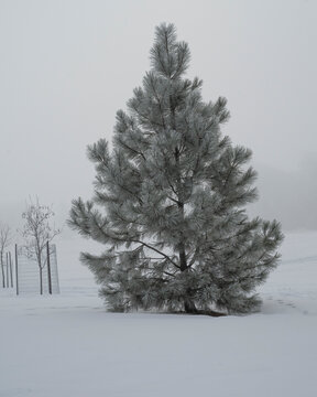 Snow-covered pine tree standing solitary in a misty winter landscape. Assiniboine Park, Winnipeg, Manitoba, Canada