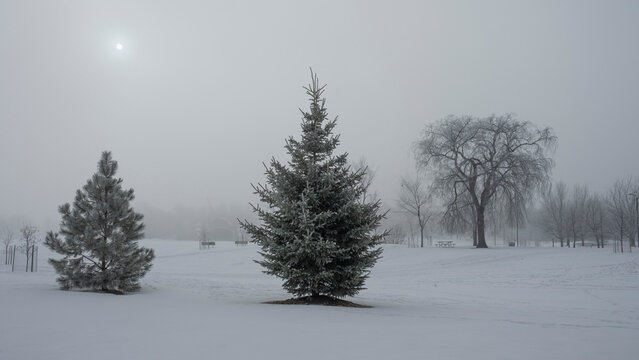 A serene winter landscape with snow-covered trees under a hazy sky. Assiniboine Park, Winnipeg, Manitoba, Canada