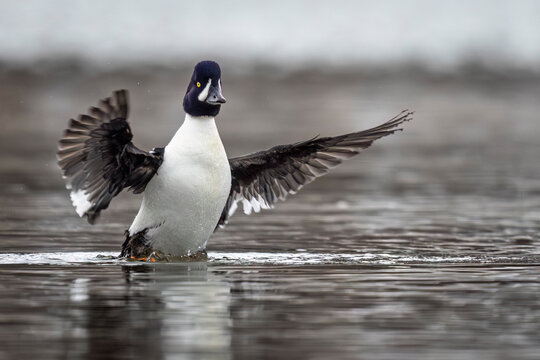 A duck with spread wings stands on water with a blurred background. Seward, Alaska, USA
