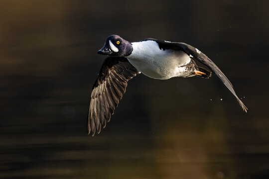 Duck flying low over calm water with outstretched wings and focused gaze. Seward, Alaska, USA
