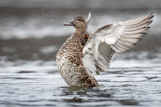 A duck flapping its wings energetically while standing in water with droplets splashing around. Anchorage, Alaska, USA