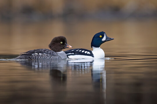 Two ducks swimming on a calm lake with reflections and blurred background. Seward, Alaska, USA