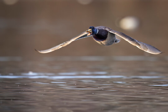 Male mallard duck flying low over a calm body of water with wings fully outstretched   Anchorage, Alaska, USA