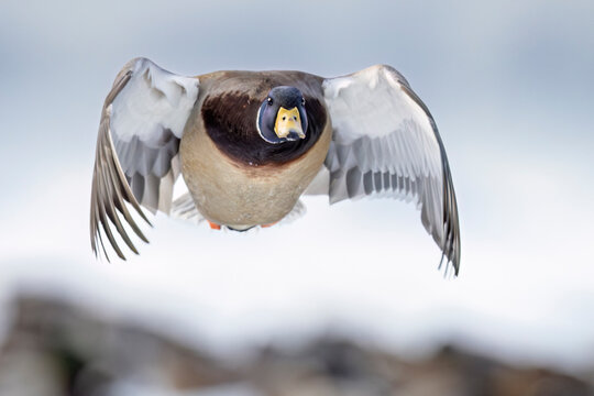 Goose flying with wings spread wide against a soft, blurred background. Anchorage, Alaska, USA