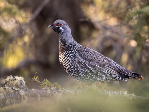 Spruce grouse perched on a branch in a forest with blurred foliage. Alaska, USA