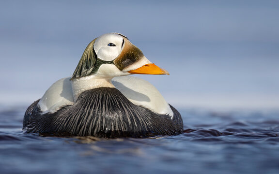 King eider duck with striking plumage floats calmly on serene blue water. Barrow, Alaska, USA