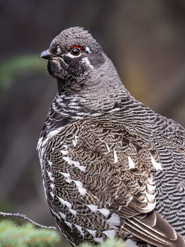 Close-up view of a beautifully patterned bird with striking black and white feathers. Alaska, USA