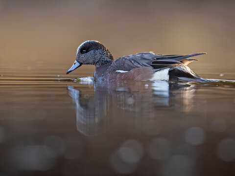 Duck swimming calmly on a tranquil lake with soft water reflections. Anchorage, Alaska, USA
