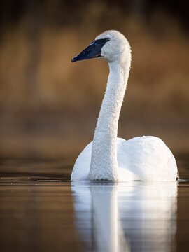 Swan gracefully gliding on a serene lake with a blurred brownish background. Anchorage, Alaska, USA