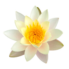 Obraz premium Lotus