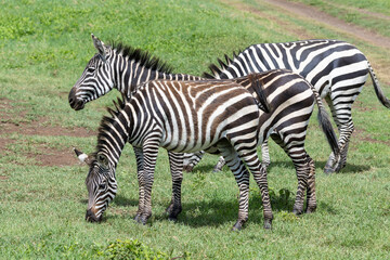 Zebras im Ngorongoro Krater in Tansania © Tilo Grellmann