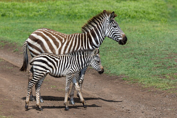 Zebra mit Fohlen im Ngorongoro Krater in Tansania © Tilo Grellmann