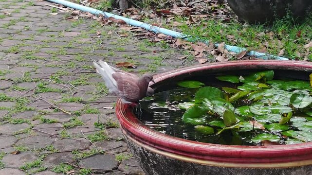 A pigeon is drinking water from a lotus pond in the garden.