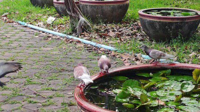 A pigeon is drinking water from a lotus pond in the garden.