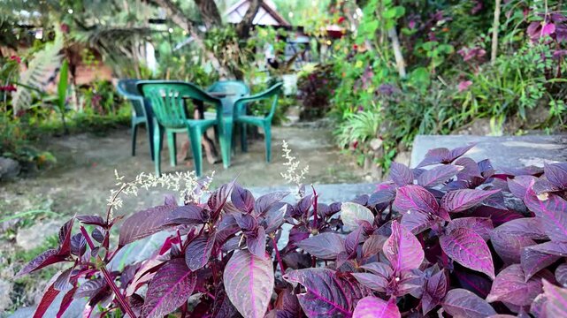Bloodleaf purple plants in foreground with man and rustic cabins in a tropical forest, Colonia Tovar, Venezuela.