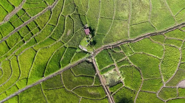 Directly above view of paddy field in Ranau Sabah Malaysia