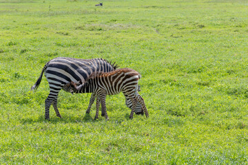 Fototapeta premium Zebra Mutter säugt ihr Fohlen in Afrika