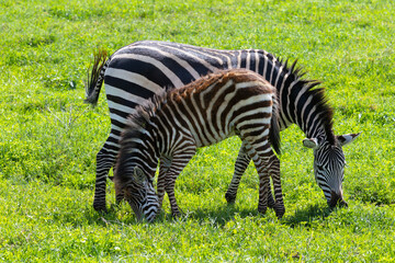 Fototapeta premium Zebra mit Fohlen im Ngorongoro Krater in Tansania