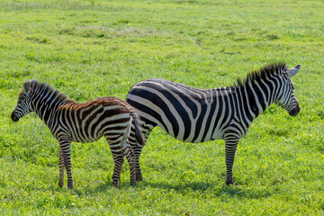 Fototapeta premium Zebra mit Fohlen im Ngorongoro Krater in Tansania