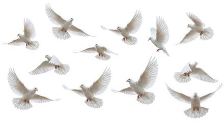 Obraz premium Collection of white doves flying in different directions. Flock of birds in motion isolated on white background. Symbol of peace, harmony and freedom for wedding or religious concept.