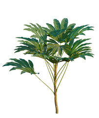 Fototapeta premium Fatsia japonica tree, elevation, front view, cutout, transparent background, isolate, Detailed close-up of a vibrant green fern plant, a beautiful natural botanical illustration