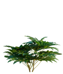 Obraz premium Fatsia japonica tree, elevation, front view, cutout, transparent background, isolate, Detailed close-up of a lush green tree branch with vibrant leaves, perfect for botanical designs.