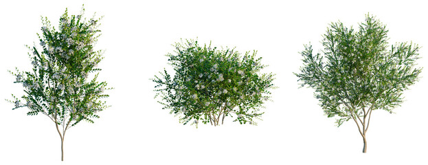 Murraya paniculata tree, elevation, front view, cutout, transparent background, isolate, Detailed Evergreen Tree with Lush Foliage - Perfect for Nature and Botanical Stock Images © DH Tree Stock