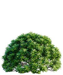Naklejka premium Pittosporum tobira bush tree, elevation, front view, cutout, transparent background, isolate, Evergreen shrub isolated on a transparent background, perfect for floral design and botanical elements.