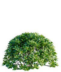 Obraz premium Pittosporum tobira bush tree, elevation, front view, cutout, transparent background, isolate, Realistic lush green tree branch with leaves, perfect for nature-themed design projects.