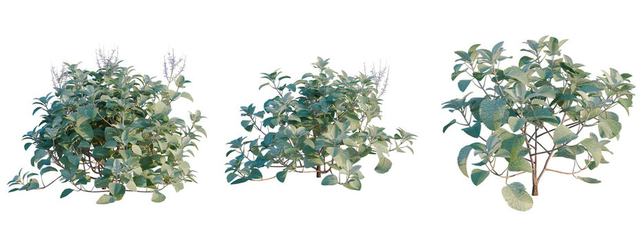 Plectranthus argentatus tree, elevation, front view, cutout, transparent background, isolate, Branch of Lavender Plant with Blossoms, Detailed Close-up Photography for Springtime