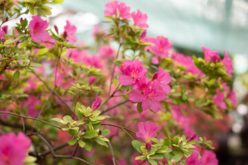 Fototapeta premium Flowering bright pink azalea, genus rhododendron. Wallpaper. Space for text. High quality photo
