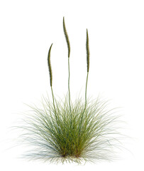 Obraz premium Xanthorrhoea minor tree, elevation, front view, cutout, transparent background, isolate, Lush green grass blades texture, close up, detailed field of spring grass, png