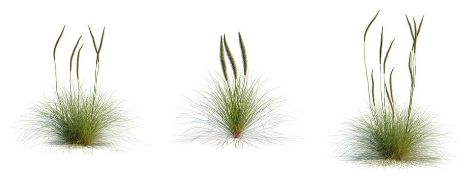 Xanthorrhoea minor tree, elevation, front view, cutout, transparent background, isolate, Delicate Green Feather Grass, Natural Texture, Close-up Photography, Lush Greenery, Plant Detail
