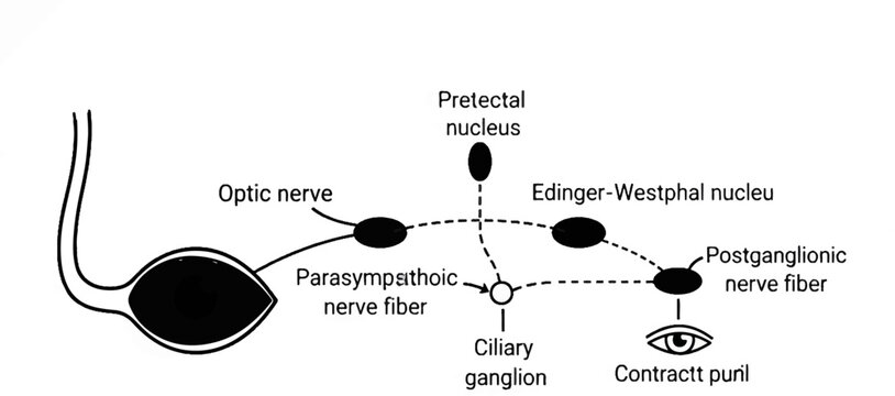 Diagram illustrating the neural pathway for pupillary light reflex and accommodation