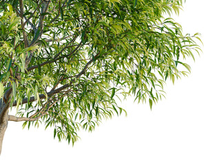Naklejka premium Waterhousea floribunda tree, corner view, cutout, isolate, transparent background, A vibrant green willow tree branch with delicate leaves, perfect for natural design elements.