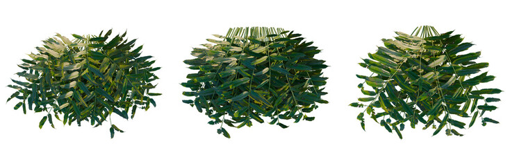 Coniogramme japonica tree plan, top view, cutout, transparent background, isolate, Lush Green...