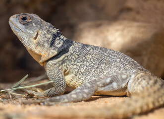 Fototapeta premium Close-up view of a Cuviers Madagascar Swift (Oplurus cuvieri)
