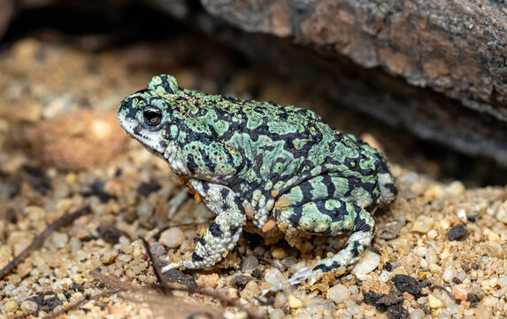 Close-up view of a Green Toad (Anaxyrus debilis)