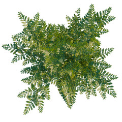 Fototapeta premium Davallia mariesii tree plan, top view, cutout, transparent background, isolate, Detailed green fern leaf texture, high resolution, natural botanical pattern, close-up, intricate design